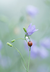 Seven-sport ladybird, Coccinella septempunctata on harebell early morning