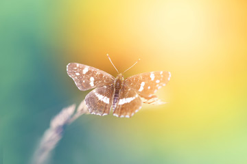 Photo of a close-up of a beautiful butterfly
