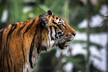 Close up of big feline wildcat Malayan tiger with beautiful stripe fur 