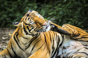 Close up of big feline wildcat Malayan tiger with beautiful stripe fur 