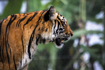 Close up of big feline wildcat Malayan tiger with beautiful stripe fur 