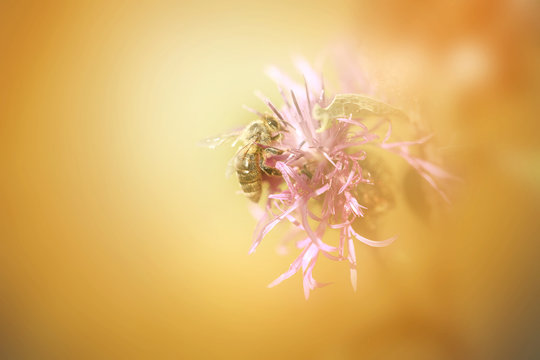 Photo of a macro bee