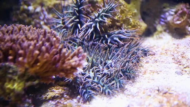 A close up shot of a crown of throns starfish inside an aquarium.