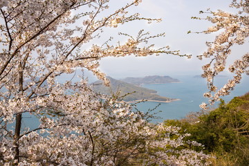 Cherry blossoms and Islands in the Seto Inland Sea  (spring haze),Kagawa,Shikoku,Japan
