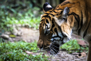 Close up of big feline wildcat Malayan tiger with beautiful stripe fur 
