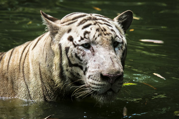Close up of big feline wildcat Malayan tiger with beautiful stripe fur 