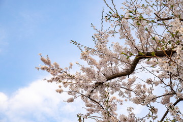 Cherry blossoms of Seto Inland Sea (at Mt. Shiude in Mitoyo city),Kagawa,Shikoku,Japan