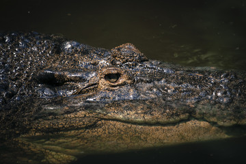 Wildlife macro close up view of textured crocodile rough skin surface