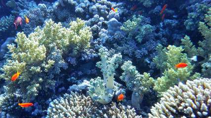 underwater world of the Red Sea, corals, goldfish and other fish, against the background of the sea depth near the coral reef Gordon, Sharm El Sheikh, Egypt