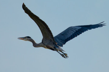 Close view of a great blue heron flying, seen in the wild in North California