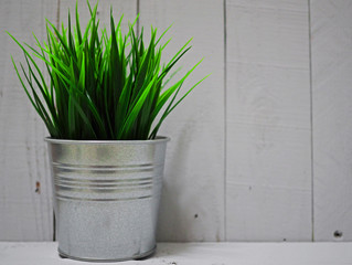 green grass in small pot 