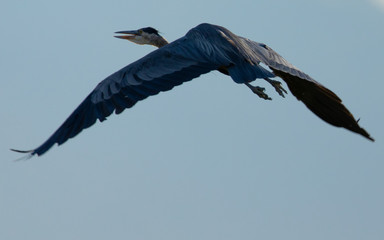 Close view of a great blue heron flying, seen in the wild in North California