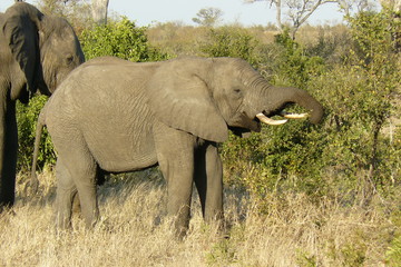 Fototapeta na wymiar Elephants - Kruger