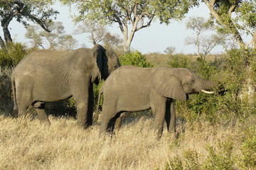Fototapeta premium Elephants - Kruger