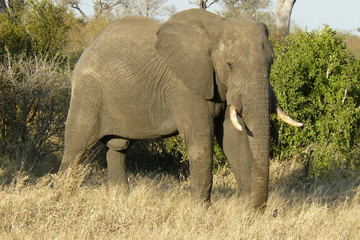 Elephants - Kruger