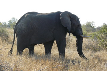 Naklejka na ściany i meble Elephants - Kruger