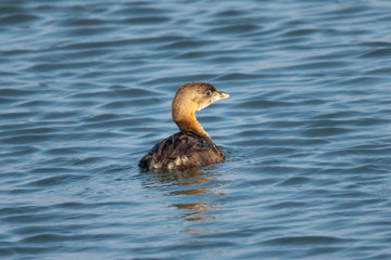 Pied-billed Grebe, seen in the wild in a North California marsh