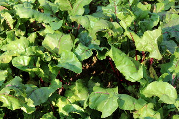 Beetroot or Beta vulgaris or Beet or Table beet or Garden beet or Red beet or Golden beet plants with large thick green leaves and dark red stems growing in local garden on warm sunny day