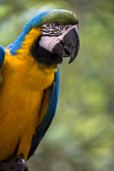 Tropical exotic macaw parrot bird with bright vivid colorful feathers