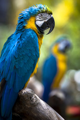 Tropical exotic macaw parrot bird with bright vivid colorful feathers