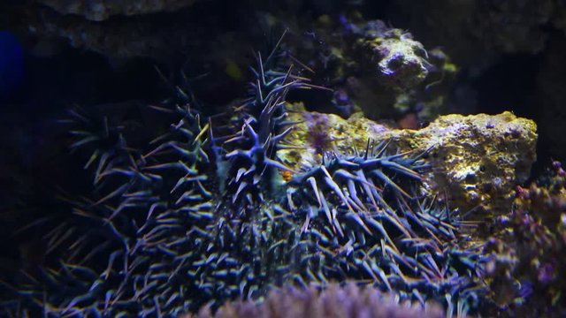 A close up shot of a crown of throns starfish inside an aquarium.