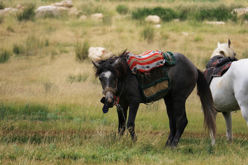 Black and White Horses