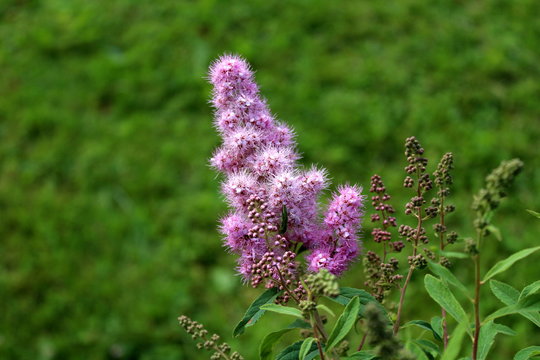 Spirea Triumphans or Spiraea x billardii Triumphans or Spiraea menziesii Triumphans garden hybrid suckering deciduous shrub with thicket of slender stems bearing dark green oblong leaves and tiny purp