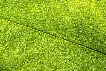 Backlit closeup macro of green leaf with textured structure, cell and vien.