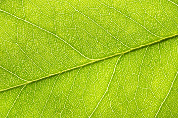 Backlit closeup macro of green leaf with textured structure, cell and vien.