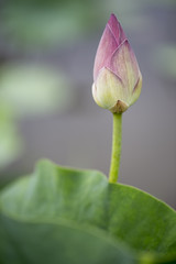 Obraz premium Closeup macro of aquatic pink petal lotus with yellow seed pod inside