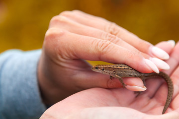 Close-up of a  small brown lizard