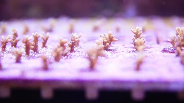 A close up shot of a crown of throns starfish inside an aquarium.