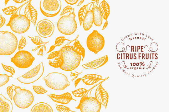 Citrus fruits banner template. Hand drawn vector fruit illustration. Engraved style. Vintage citrus background.