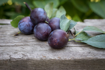 Purple Plums on the rustic wooden background in garden. Copy space. Summer or Autumn Harvest Fruits.