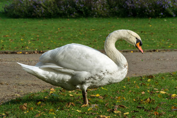 swan