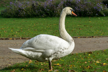 swan