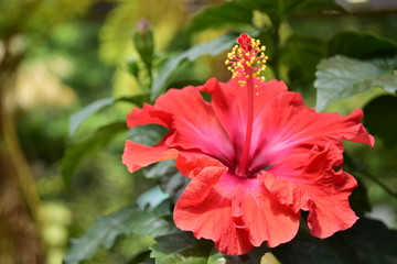 ハイビスカス