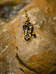 Close-up low angle shot of fire salamander (Salamandra) taken in wild nature. Black amphibian with...