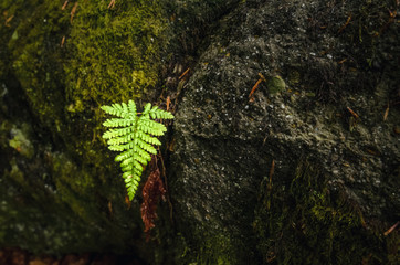 Close-up photo of one isolated fern leaf, growing between stones. Leaf stands out against a dark...