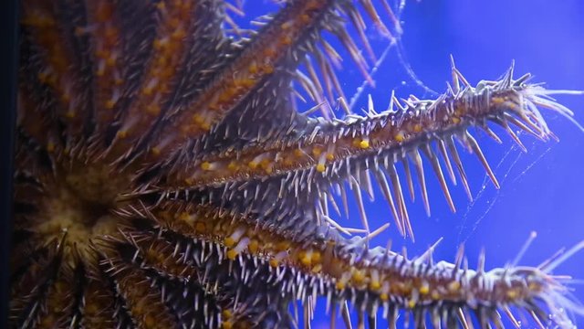 A close up shot of a crown of throns starfish inside an aquarium.