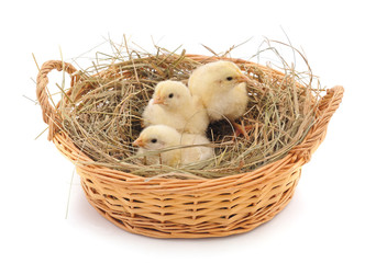 Chickens in the basket.