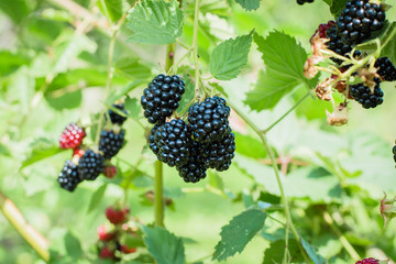 Ripe blackberries on the bush in garden. Summer Harvest Concept