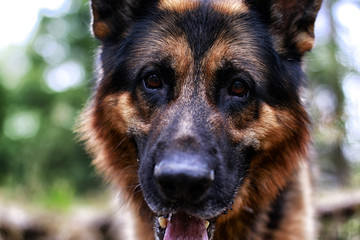Muzzle of a Dog German Shepherd. Attention on the eyes