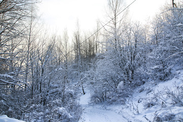 Snow covered tress in a winter