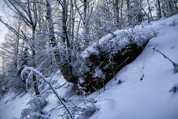 Snow covered tress in a winter