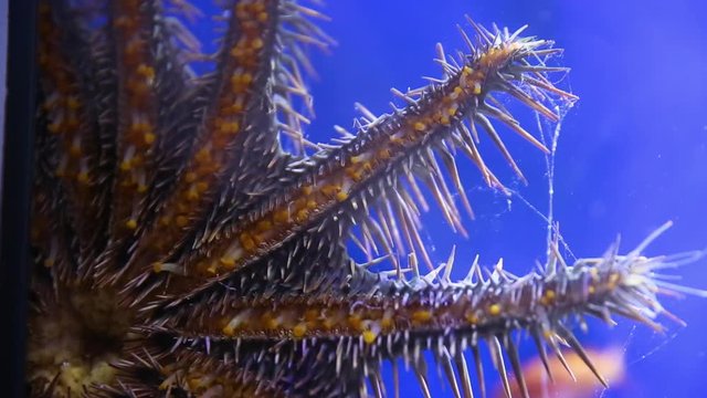 A close up shot of a crown of throns starfish inside an aquarium.