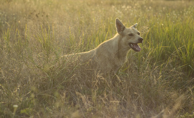 white dog on a sunny meadow