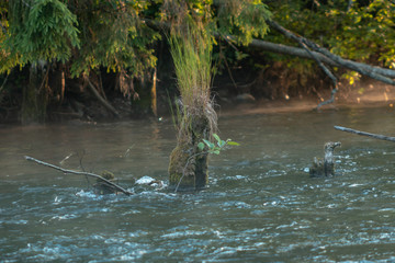 forests of Valdai. Ecological Russia