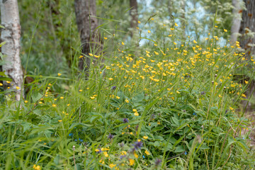 forests of Valdai. Ecological Russia