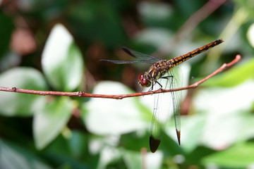 コノシメトンボのメス